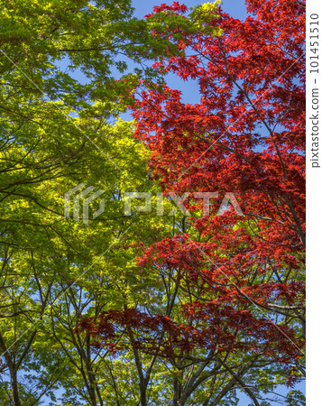 The season of young leaves with the scent of the wind, the competition between fresh green leaves and spring maple leaves 101451510