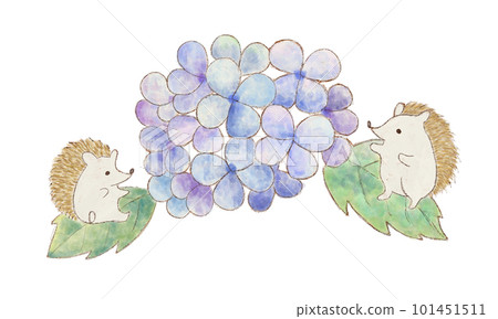 刺猬和繡球花 刺猬和繡球花 101451511