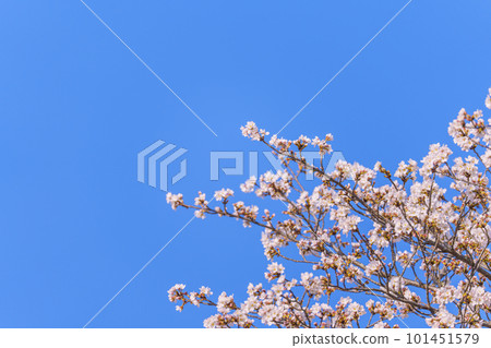 閃耀在藍天的櫻花 101451579