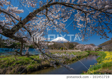 從忍野[忍野村]看到的春天的櫻花和富士山 101451719