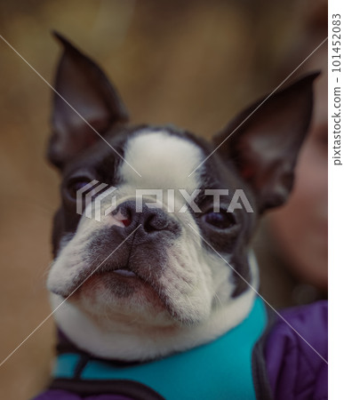 The head of the dog Boston Terrier in nature. The head of the dog Boston Terrier in nature. 101452083