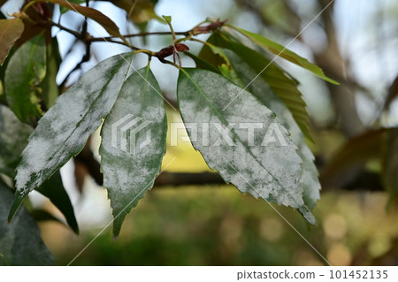 白粉病 葉子上出現白點的病害 101452135