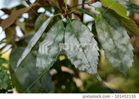Powdery mildew A disease in which white spots appear on leaves Powdery mildew A disease in which white spots appear on leaves 101452138