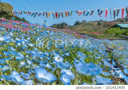 Nemophila, moss phlox, tulips, and carp streamers (Omaezaki City, Shizuoka Prefecture) 101452495
