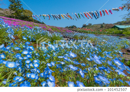 Nemophila, moss phlox, tulips, and carp streamers (Omaezaki City, Shizuoka Prefecture) 101452507