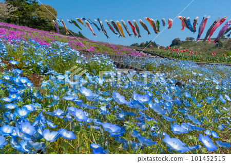 Nemophila、苔蘚福祿考、鬱金香和鯉魚旗(靜岡縣御前崎市) Nemophila、苔蘚福祿考、鬱金香和鯉魚旗(靜岡縣御前崎市) 101452515