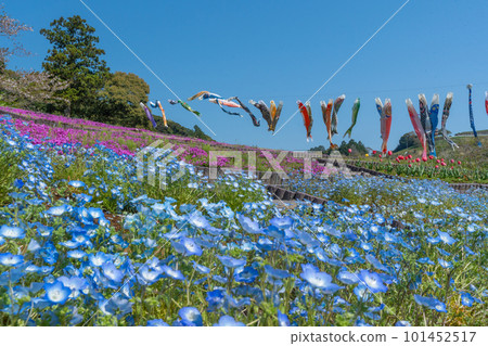 Nemophila、苔蘚福祿考、鬱金香和鯉魚旗(靜岡縣御前崎市) Nemophila、苔蘚福祿考、鬱金香和鯉魚旗(靜岡縣御前崎市) 101452517