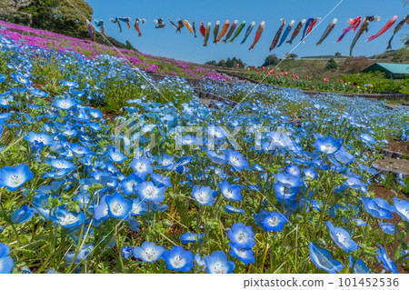 Nemophila, moss phlox, tulips, and carp streamers (Omaezaki City, Shizuoka Prefecture) 101452536