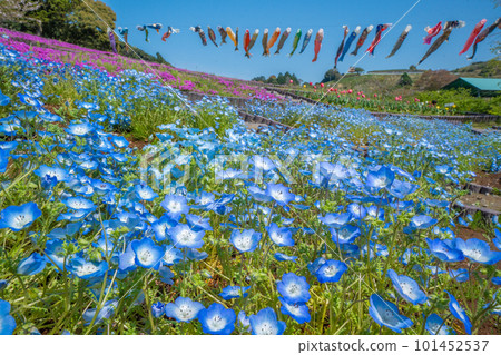 Nemophila, moss phlox, tulips, and carp streamers (Omaezaki City, Shizuoka Prefecture) 101452537