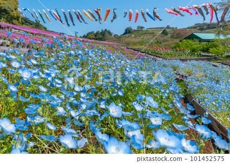 Nemophila、苔蘚福祿考、鬱金香、鯉魚旗[靜岡縣御前崎市] 101452575