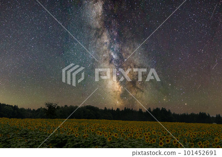 A vast sunflower field overlooking the Milky Way 101452691