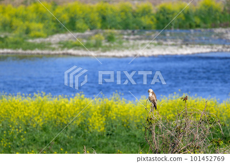 Rape blossoms and buzzards 101452769