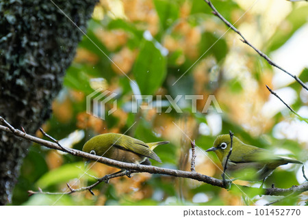 Two white-eye perched on a tree branch 101452770