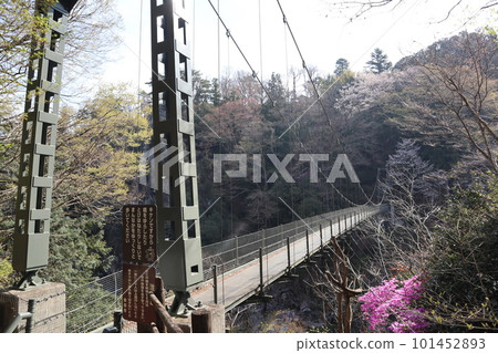 A national scenic spot, Tenryu Gorge suspension bridge Tsutsuji Bridge, 101452893