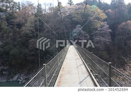 A national scenic spot, Tenryu Gorge suspension bridge Tsutsuji Bridge, A national scenic spot, Tenryu Gorge suspension bridge Tsutsuji Bridge, 101452894