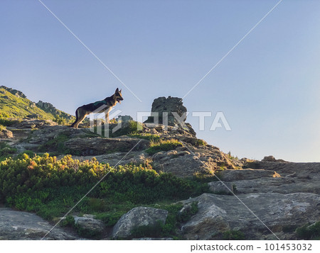 Shepherd dog on rocky mount Vuhaty Kamin. Hiking in mountains with dog. Chornohora, Ukraine. 101453032