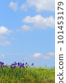 Early summer sky, early summer, irises, blue sky, flowers 101453179
