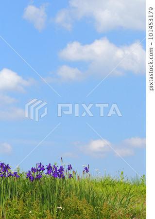 Early summer sky, early summer, irises, blue sky, flowers Early summer sky, early summer, irises, blue sky, flowers 101453179