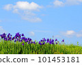Early summer sky, early summer, irises, blue sky, flowers 101453181
