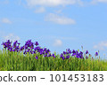 Early summer sky, early summer, irises, blue sky, flowers 101453183