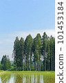Rural fields in early summer, blue skies in early summer, rice fields, cedar forests, conifers 101453184