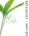 Lily of the valley Lily of the valley Spring early summer Flower White flower Fragrance Perfume 101453186