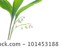Lily of the valley Lily of the valley Spring early summer Flower White flower Fragrance Perfume 101453188