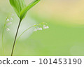 Lily of the valley Lily of the valley Spring early summer Flower White flower Fragrance Perfume 101453190