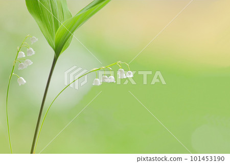 Lily of the valley Lily of the valley Spring early summer Flower White flower Fragrance Perfume 101453190