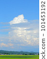 Rural summer Summer Rural thundercloud Blue sky Rice field 101453192