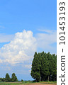 Summer in the plateau, summer in the plateau, thunderheads, blue sky, cedar forest 101453193