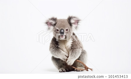 Koala on white background Koala on white background 101453413