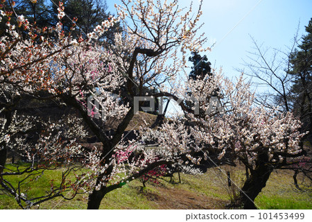 Ume Dairi (Kanagawa Prefecture: Okurayama Park) 101453499