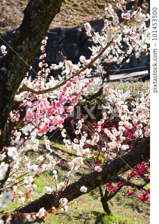 Ume Dairi（神奈川縣：大倉山公園） 101453500