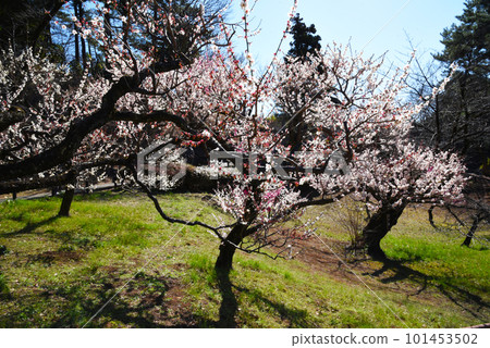 Ume Dairi (Kanagawa Prefecture: Okurayama Park) Ume Dairi (Kanagawa Prefecture: Okurayama Park) 101453502