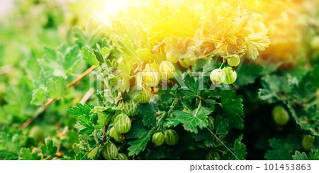 Sunbeam Above Ripe Gooseberry In Fruit Garden. Panorama. Genetically Modified Food Concept. Organic Berries Gooseberries Closeup On A Branch Of Gooseberry Bush Under Soft Sunlight 101453863