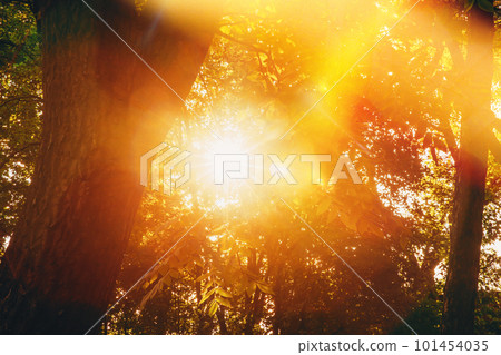 Summer Sun Shining Through Canopy Of Tall Trees. Sunlight In Deciduous Forest, Summer Nature. Upper Branches Of Tree. Amazing Scenic View Bright Sunbeams Summer Sun Shining Through Canopy Of Tall Trees. Sunlight In Deciduous Forest, Summer Nature. Upper Branches Of Tree. Amazing Scenic View Bright Sunbeams 101454035