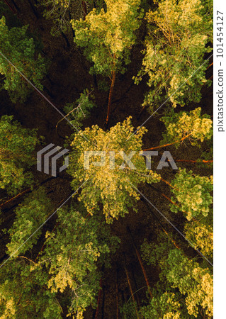 Forest Landscape During Sunset In Autumn Evening. Aerial View Of Pine Forest. Elevated View Of Woods. Flight Above Fall Autumn Forest During Beautiful Sunset Evening 101454127