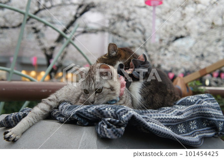 cat playing in the sun 101454425