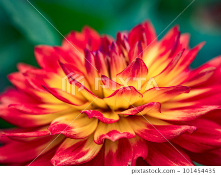 ＊Dahlia＊ページ Colorful dahlia flower close-up - Stock Photo [101454435