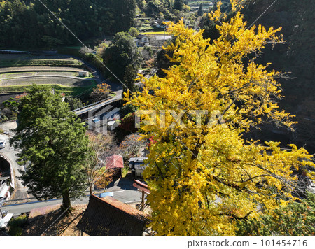 Uchiko Town, Ehime Prefecture, Mishima Shrine, Milky Ginkgo Uchiko Town, Ehime Prefecture, Mishima Shrine, Milky Ginkgo 101454716