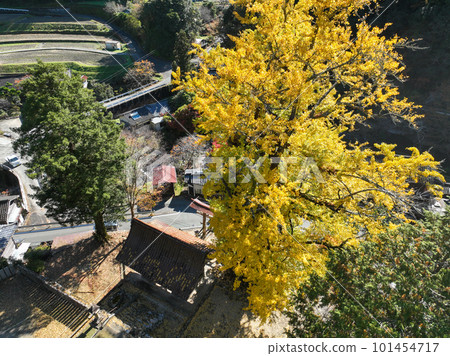 愛媛縣內子町 三島神社 銀杏 愛媛縣內子町 三島神社 銀杏 101454717