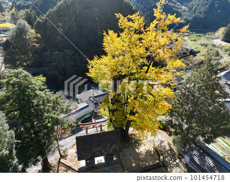 愛媛縣內子町 三島神社 銀杏 101454718
