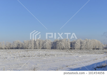 A snow-covered field in winter, blue sky and forest. Snow in a winter field during the day. 101454856