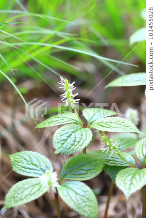 Single person (Hitoshizuka) Single person (Hitoshizuka) 101455028