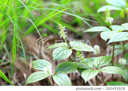 Single person (Hitoshizuka) Single person (Hitoshizuka) 101455029