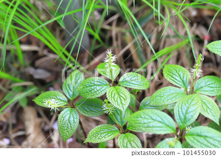 單身人士（Hitoshizuka） 101455030