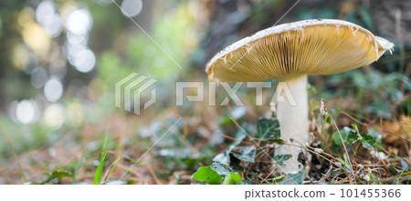 Ripe mushroom in summer forest scene banner with copy space. Mushroom macrophoto. Natural mushroom growing and pick up. Ecotourism activity. Copy space and empty space for text Ripe mushroom in summer forest scene banner with copy space. Mushroom macrophoto. Natural mushroom growing and pick up. Ecotourism activity. Copy space and empty space for text 101455366