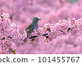 Cherry blossoms in full bloom and brown eyes 101455767