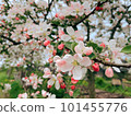 Blooming apple tree in the spring garden. Spring vibes. Close up of white, pink flowers on tree branches. Spring blossom tree in flowering fruit orchard at sunny day. Lifestyle. Soft selective focus 101455776
